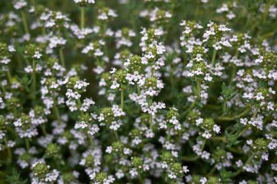 Majčina dušica (Thymus vulgaris)