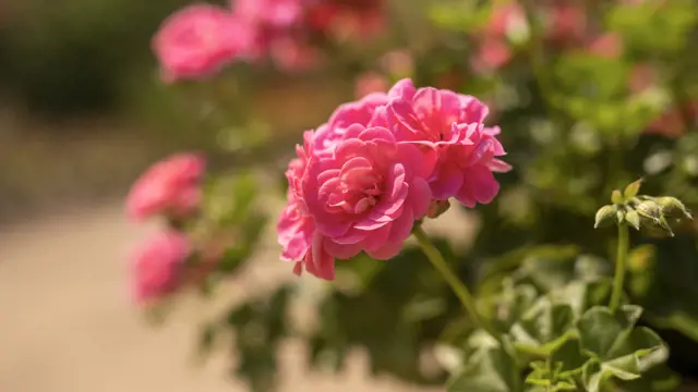 Samo jedna kap i nećete prepoznati pelargonije: brzo počinju rasti i cvjetaju.