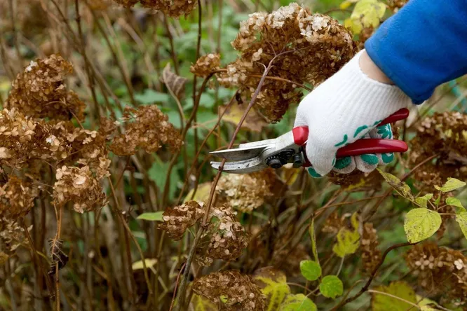 Život nakon cvatnje: trebate li orezati osušene cvjetove hortenzije?