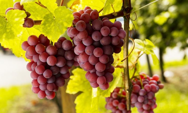 Jeftino gnojivo za vaše grožđe: dodajte ga u jesen i grozdovi će prštati obiljem bobica!